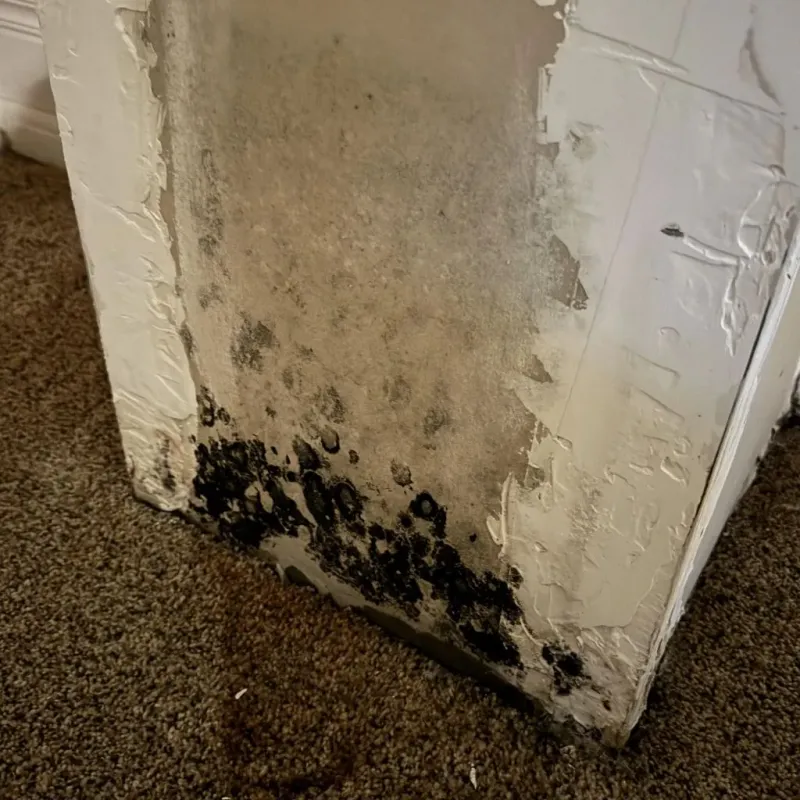 Professional Mold Removal in Franklin, WI